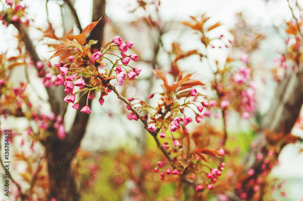 Beginning of cherry blossom Beginning of cherry blossom