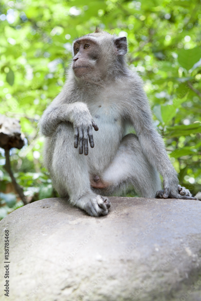 Monkey Forest, Ubud ,Bali, Indonesia
