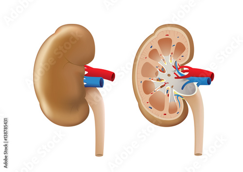 Outside and inside of normal Kidney vector on isolated. Illustration about human internal organ.