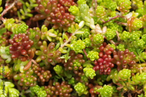 Bild auf Leinwand Sedum (Stone crop )