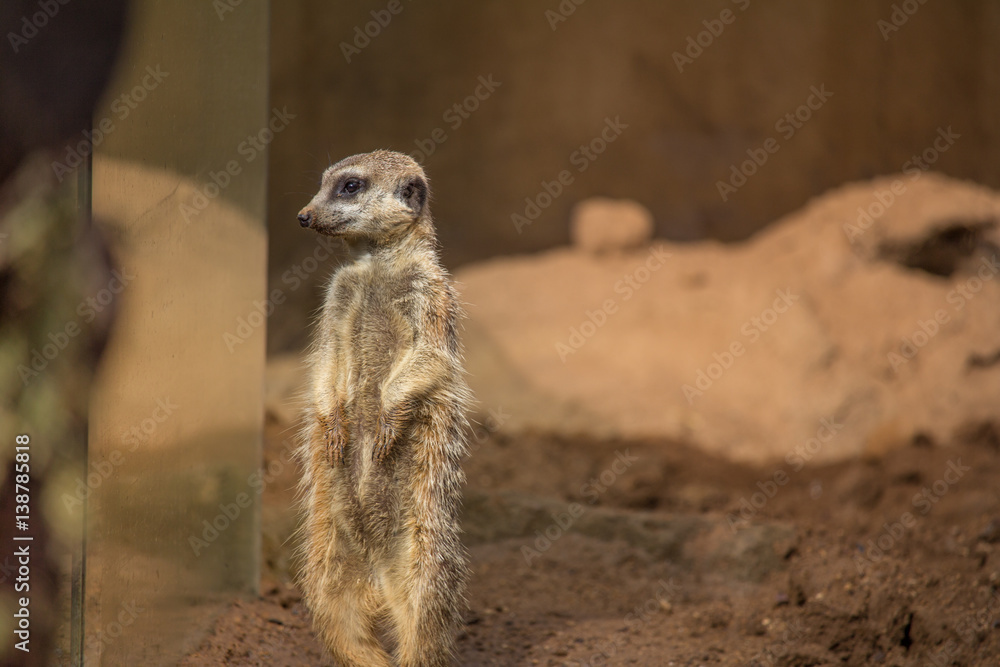 Fototapeta premium Meerkat Standing Looking through Glass at Visitors Horizontal with Copy Space