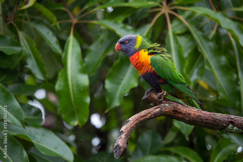 Rainbow Lorikeet Against Green Leaves Horizontal with Copy Space Rainbow Lorikeet Against Green Leaves Horizontal with Copy Space