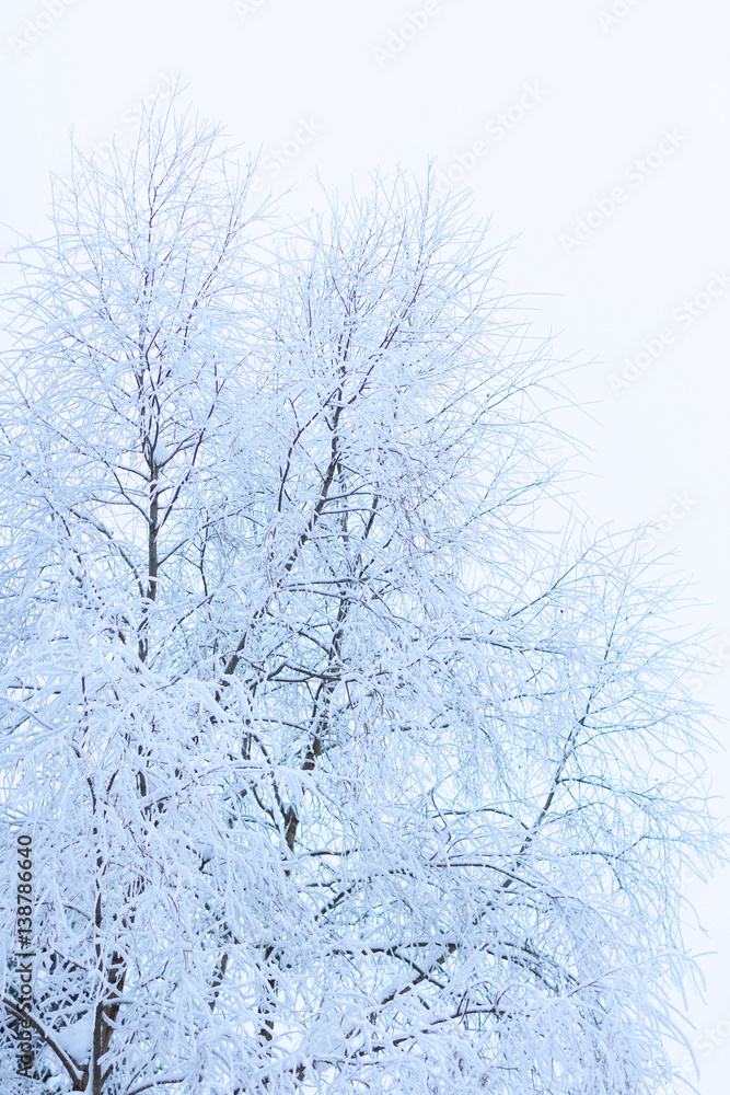 Trees with snow Trees with snow