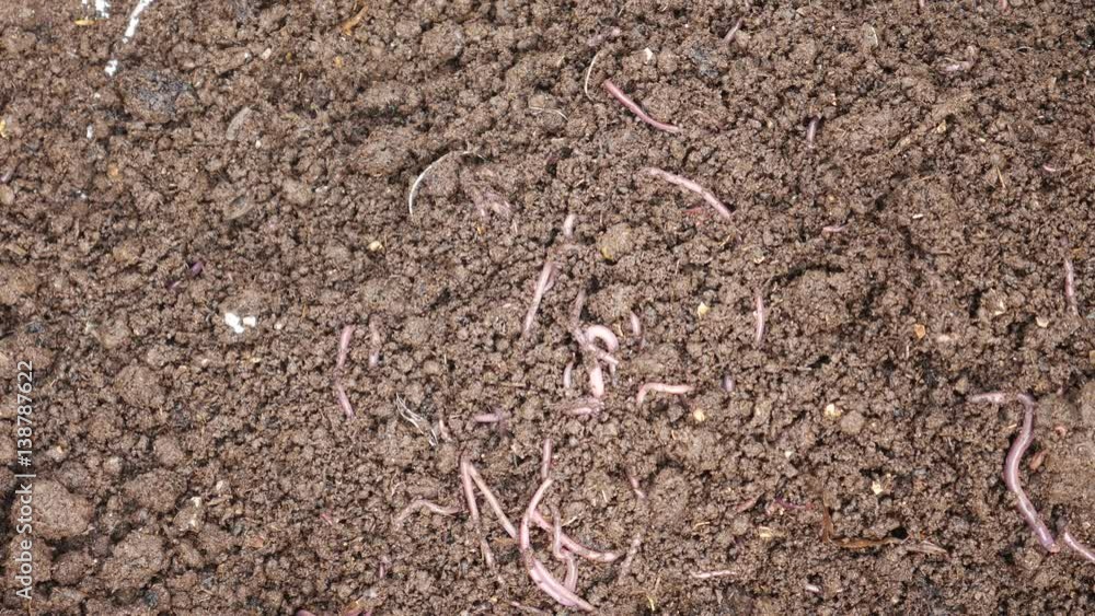 Red earth worm living in soil and generating worm compost
Red earth worm living in soil and generating worm compost