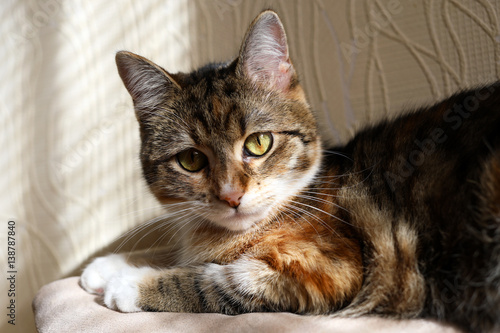 Kitten closeup. 