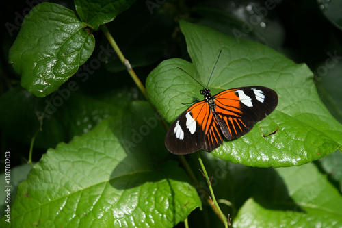 butterfly, butterflies, insect, flowers, plants, trees, nature