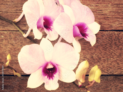 pink purple orchids flowers on wooden background