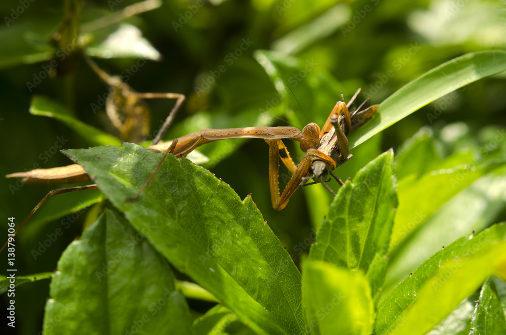 mantis eat mantis eat