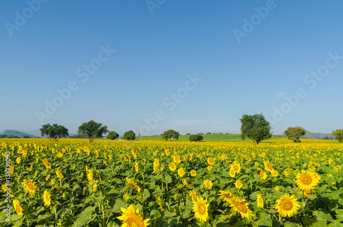 Sunflower field and blue sky in the morning © Trusjom