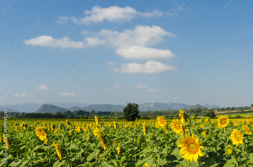 Sunflower field and blue sky in the morning