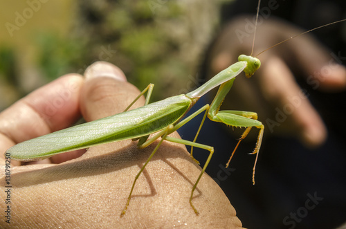 mantis in hand