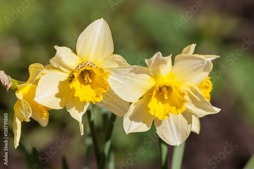 Yellow daffodils in spring © Maslov Dmitry