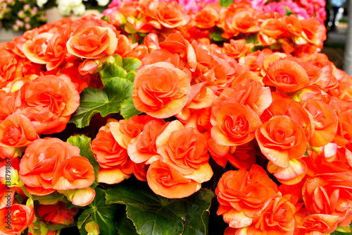 Close-up orange begonia flowers in the Keukenhof garden, Netherlands