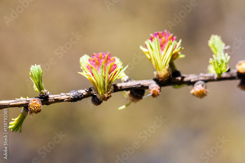 larch branch closeup © Maslov Dmitry