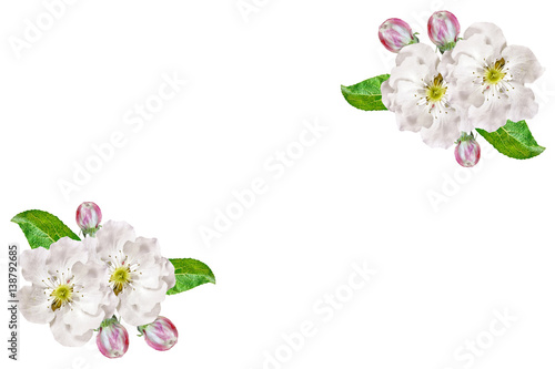 Flowering branch of apple isolated on a white background. Spring © alenalihacheva