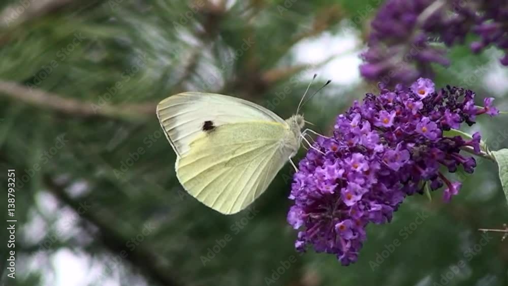 Ein großer Kohlweißling auf violetten Fliederblüten (Nahaufnahme) Ein großer Kohlweißling auf violetten Fliederblüten (Nahaufnahme)