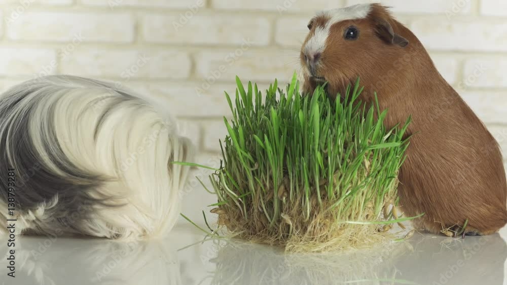 Guinea pigs breed Golden American Crested and Coronet cavy eat