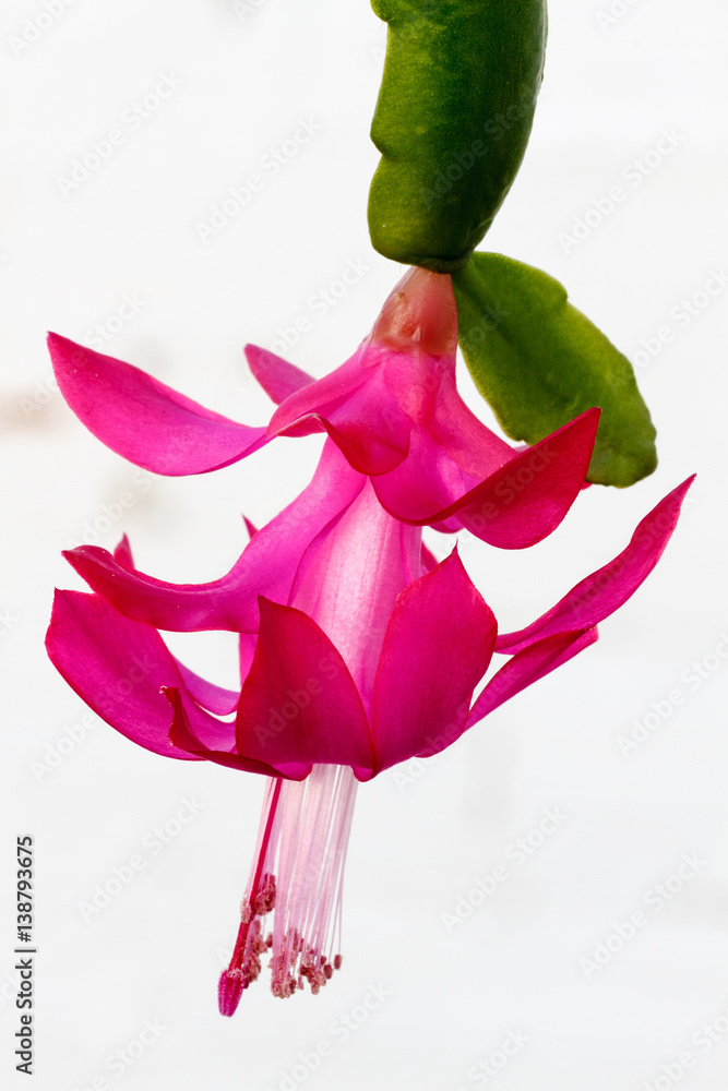 Fototapeta premium Schlumbergera truncata. Zygocactus truncatus. Flor de Cactus de Navidad.