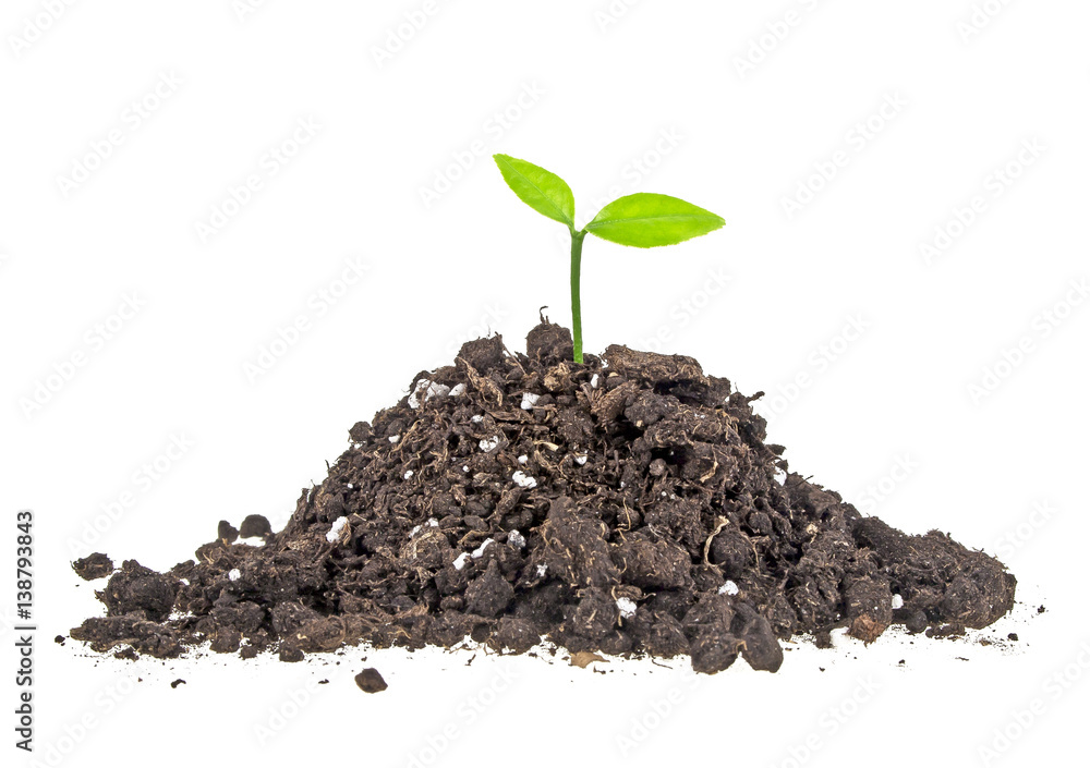 Young sprout of orange in soil humus on a white background, close up Young sprout of orange in soil humus on a white background, close up