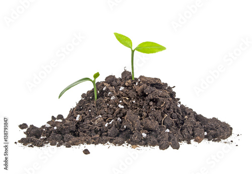 Young sprout of orange in soil humus on a white background, close up