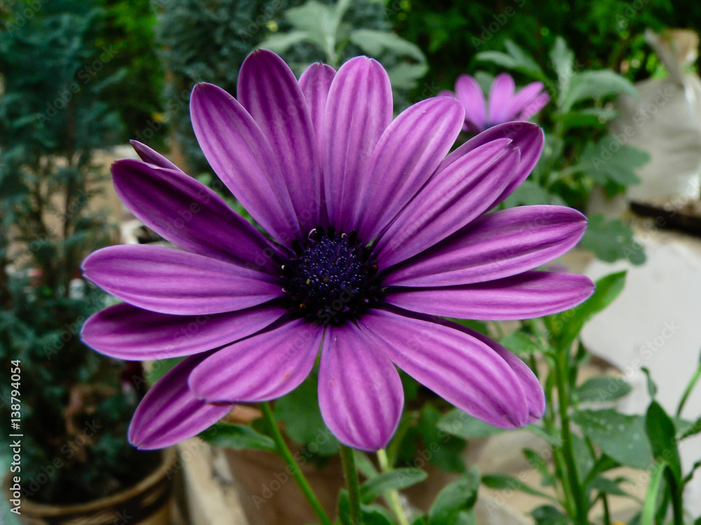 Beautiful exotic purple flower on Borneo Beautiful exotic purple flower on Borneo