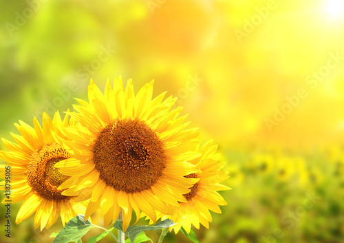 Sunflowers on blurred sunny background