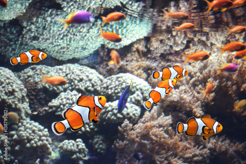 Sea corals and clown fish