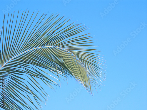 palme courbe de cocotier