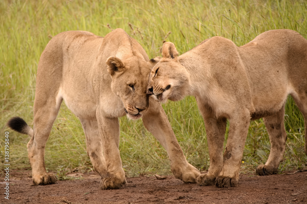 African lionesses and sub adult male bonding through affectionate head rubbing