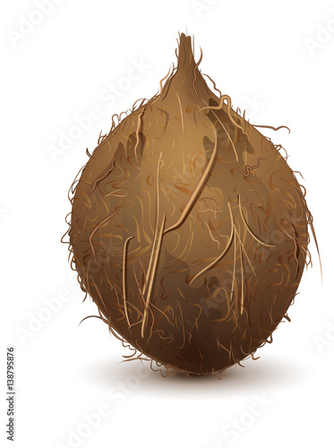 Brown shaggy coconut stands upright