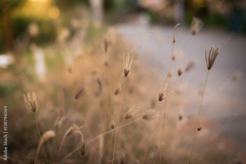 Blurred dry grass