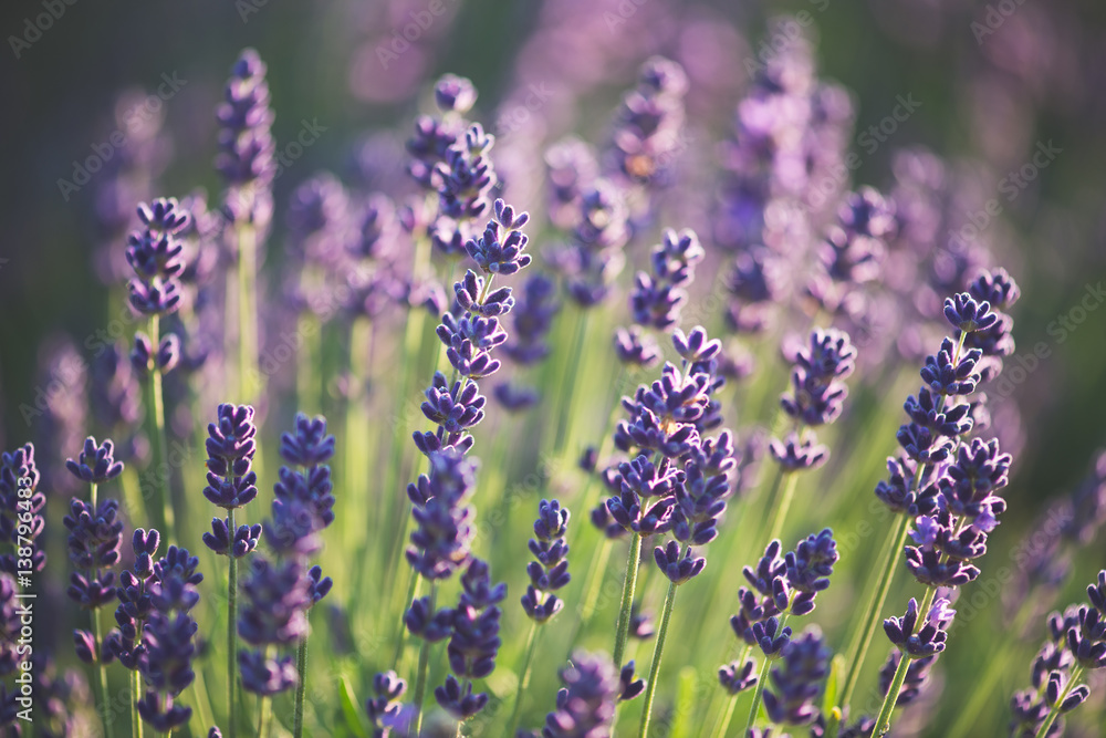 Fototapeta premium Lavender bushes closeup on sunset. Sunset gleam over purple flowers of lavender. 
