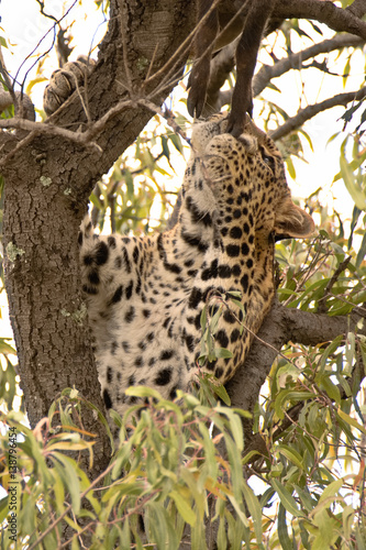 African leopard pulling at her warthog piglet kill to dislodge it from the branches