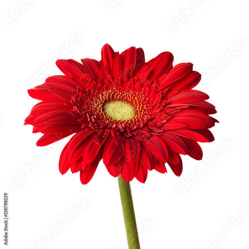 red gerbera flower