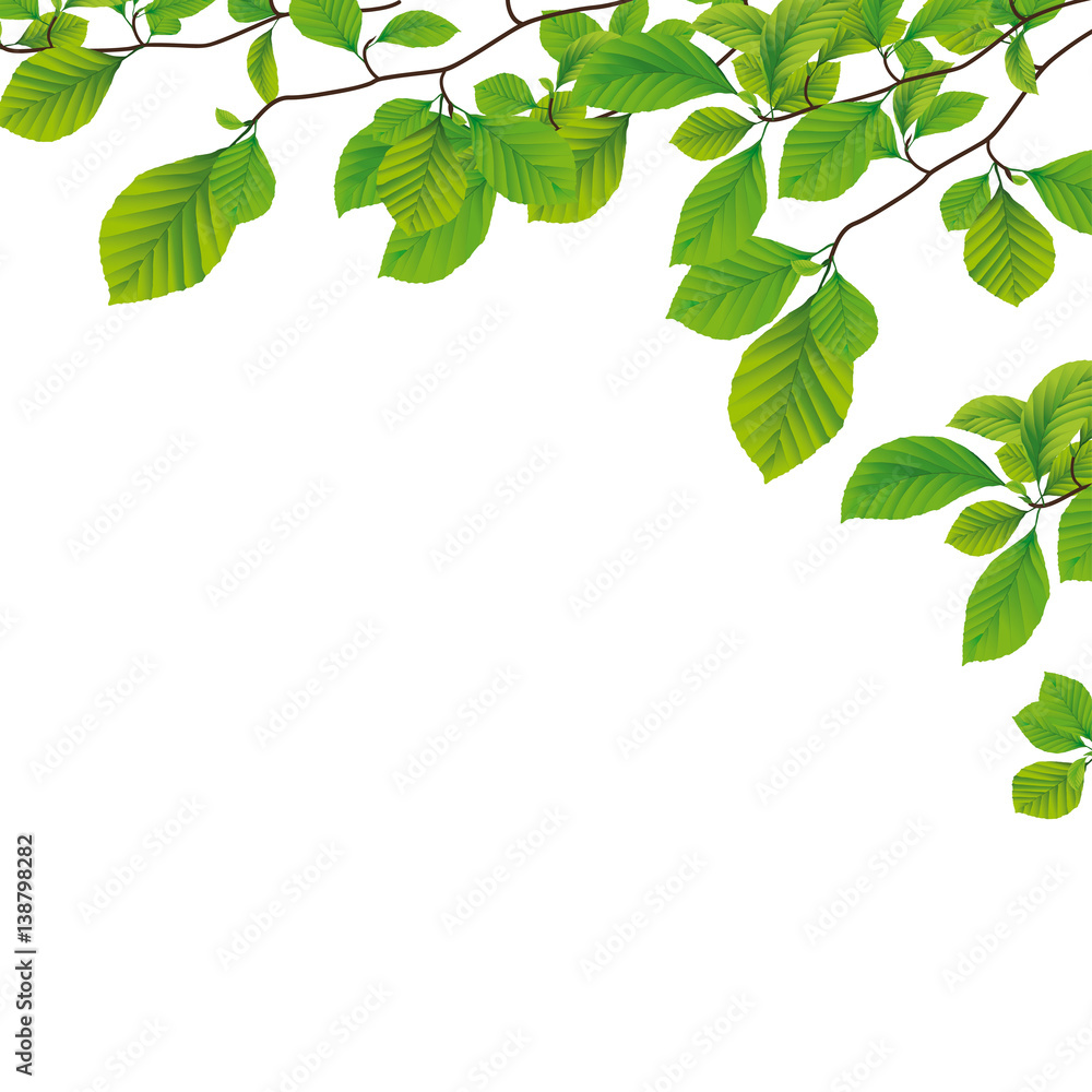 Green Beech Twigs - obrazy, fototapety, plakaty 