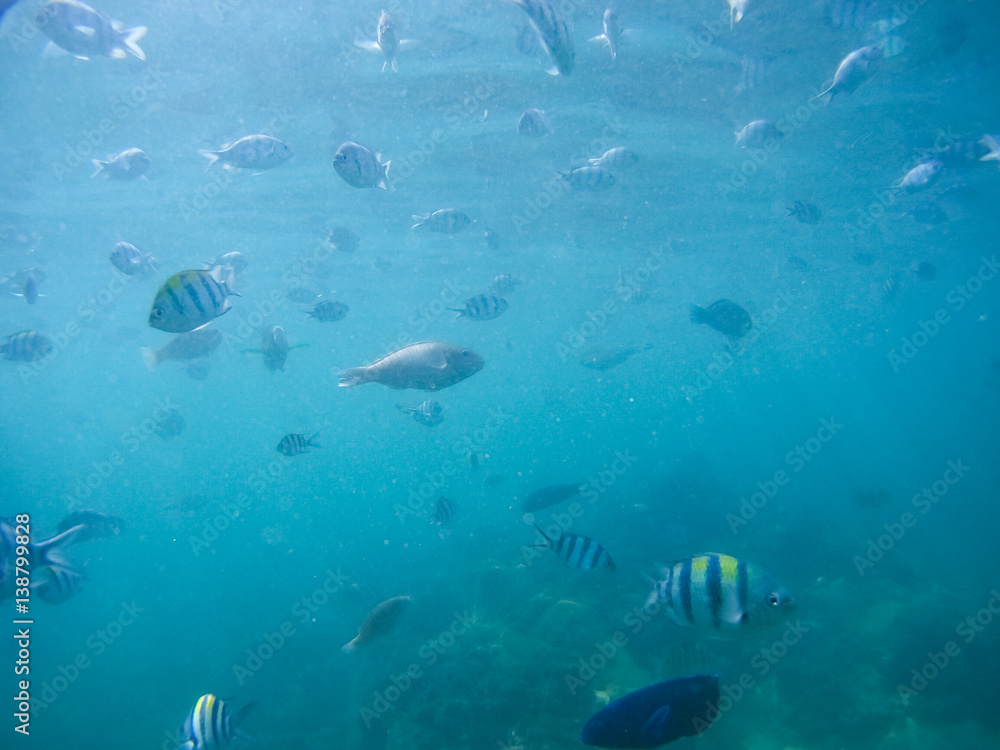 Fototapeta premium Underwater world - exotic fishes in underwater of Thailand