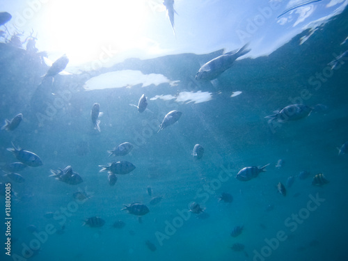 Underwater world - exotic fishes in underwater of Thailand