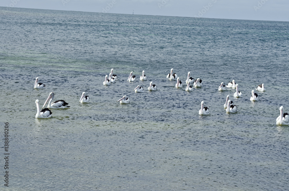 flock of pelicans