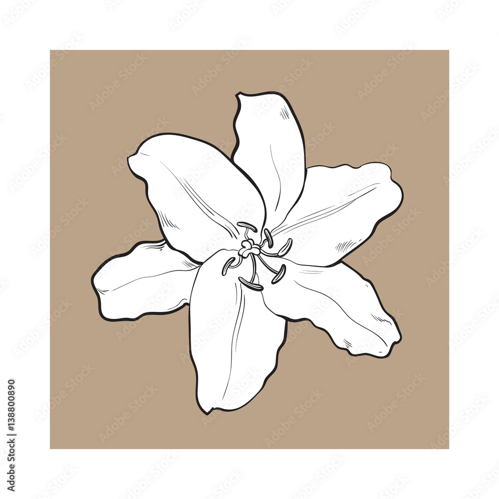Single hand drawn white lily flower, top view, sketch style vector illustration isolated on