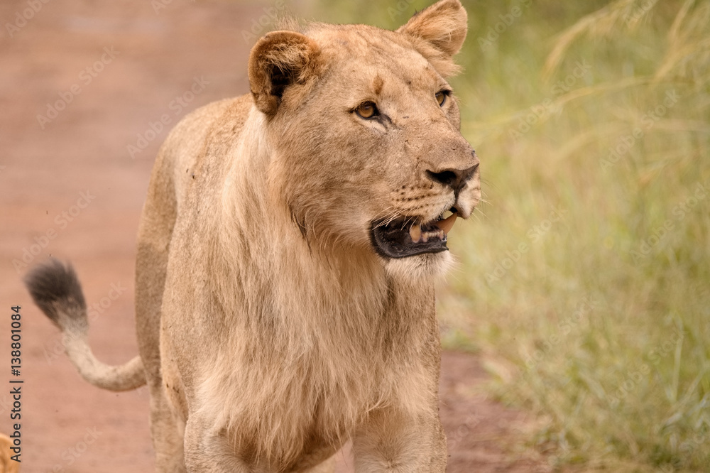 Young sub-adult African lion staring curiously at movement in the bushes Young sub-adult African lion staring curiously at movement in the bushes
