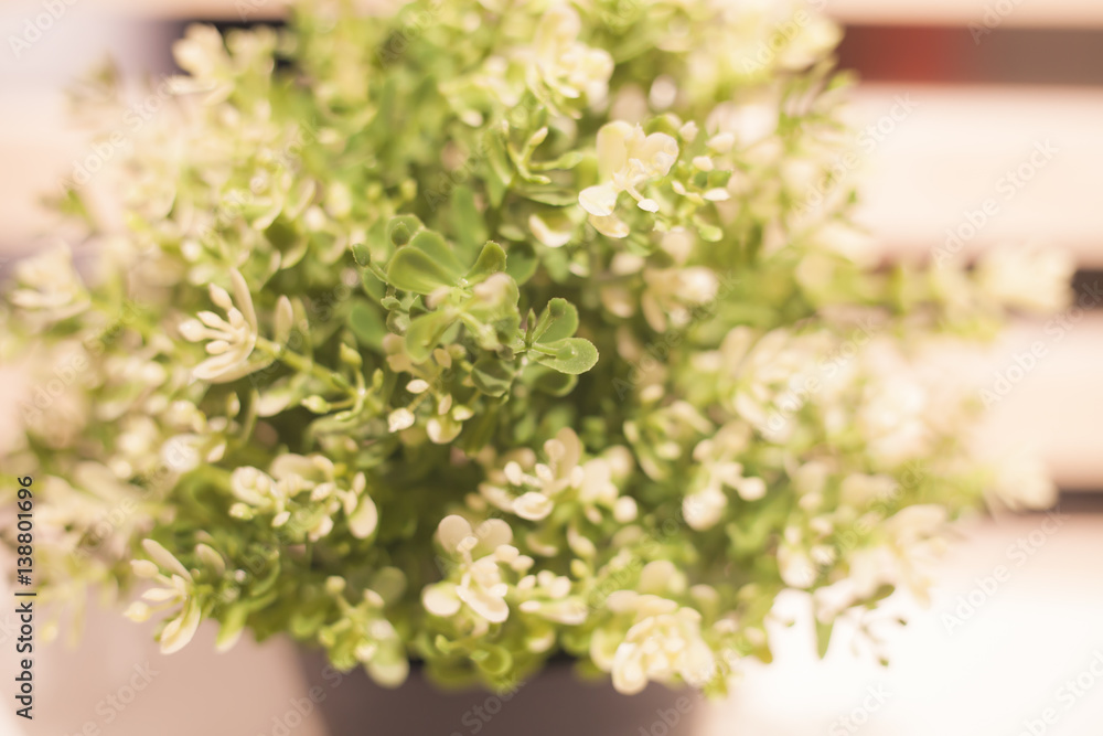 Plants and white flowers in pot | home indoor decoration