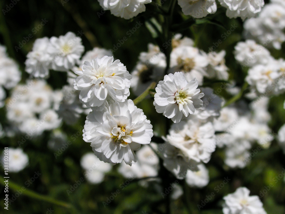 White flowers on dark background. White flowers on dark background.