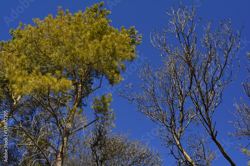 branches of the trees in early spring