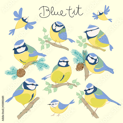 Cartoon birds. Blue tit set. Vector illustration