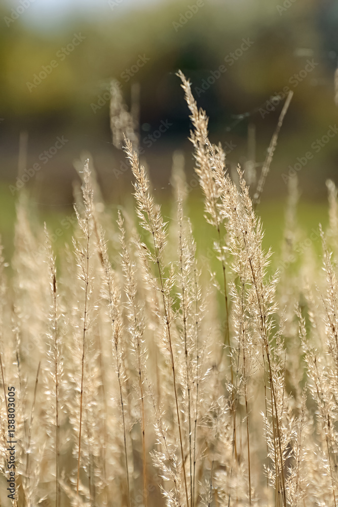Fototapeta premium Golden grass with shallow depth of field
