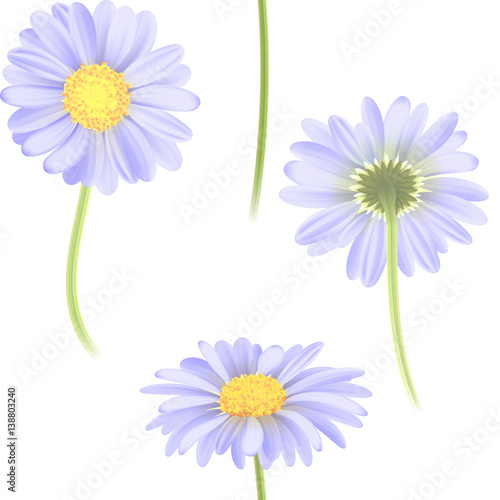 Vector blue chamomile flower seamless pattern. Realistic vector daisy. Background design for herbal tea, natural cosmetics, health care products, aromatherapy, homeopathy, textile.