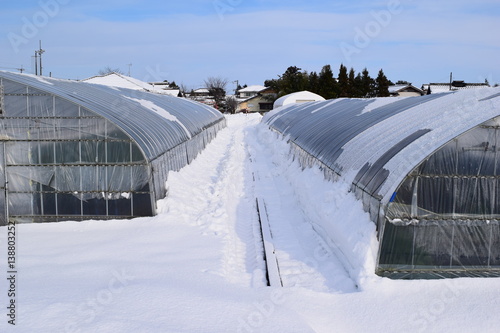 雪国のビニールハウス