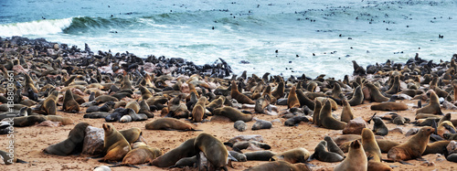  Cape Cross seal colony in Namibia, Africa