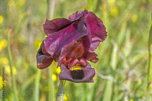 Fototapeta Naklejka Na Ścianę i Meble -  Dark iris