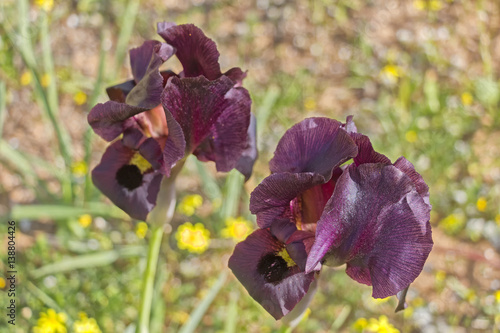 Fototapeta Naklejka Na Ścianę i Meble -  Dark iris